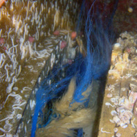 Propeller and Seal Cleaning